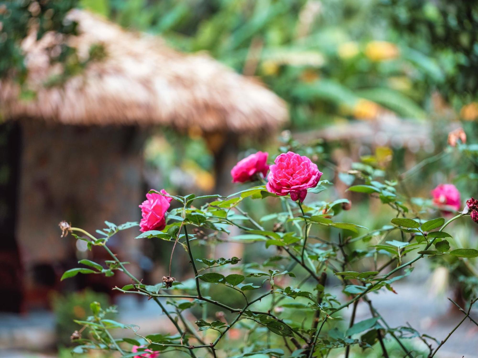 Cozy Beer Garden Homestay Ниньбинь Экстерьер фото